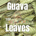 Guava Leaf Tea | Wildcrafted St. Lucia Loose Leaf