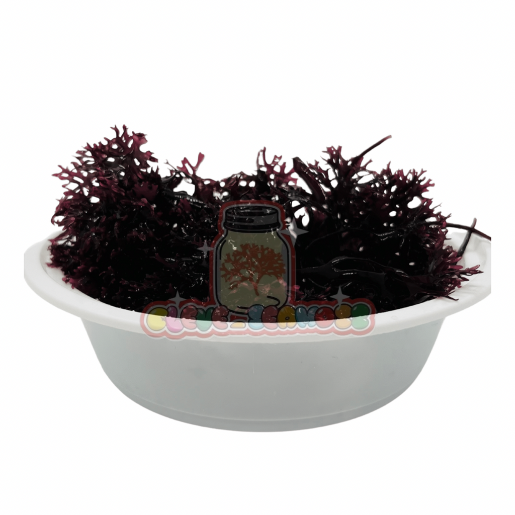 Purple Chondrus Crispus (Irish Moss)