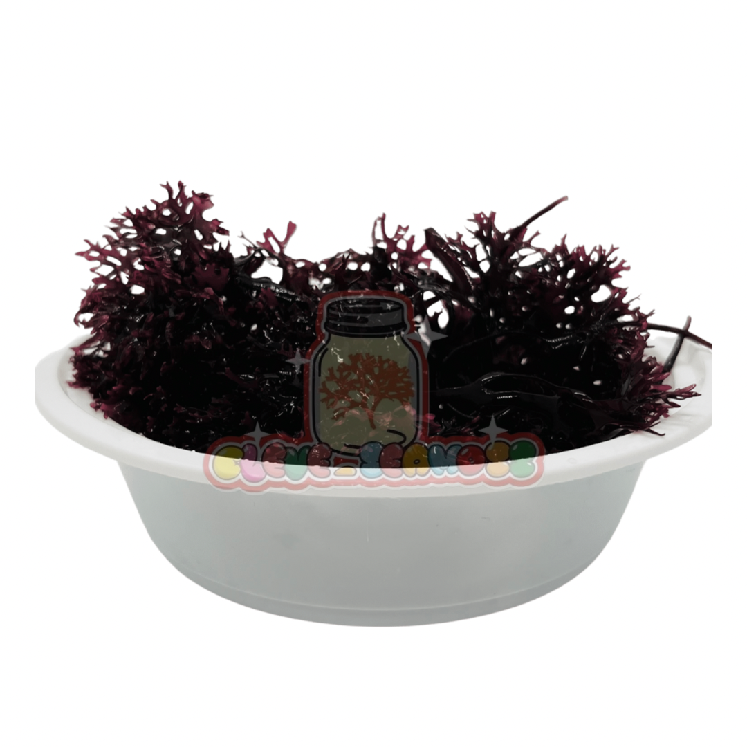 Purple Chondrus Crispus (Irish Moss)