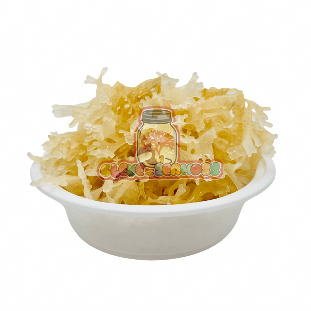 Gold Sea Moss | Wildcrafted Chondrus Crispus from Peru