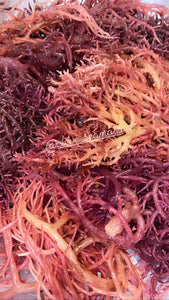 Purple Sea Moss | St. Lucia
