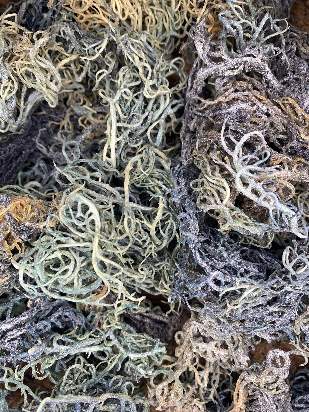 Green Sea Moss | Wildcrafted St. Lucia Chlorophyll Sea Moss