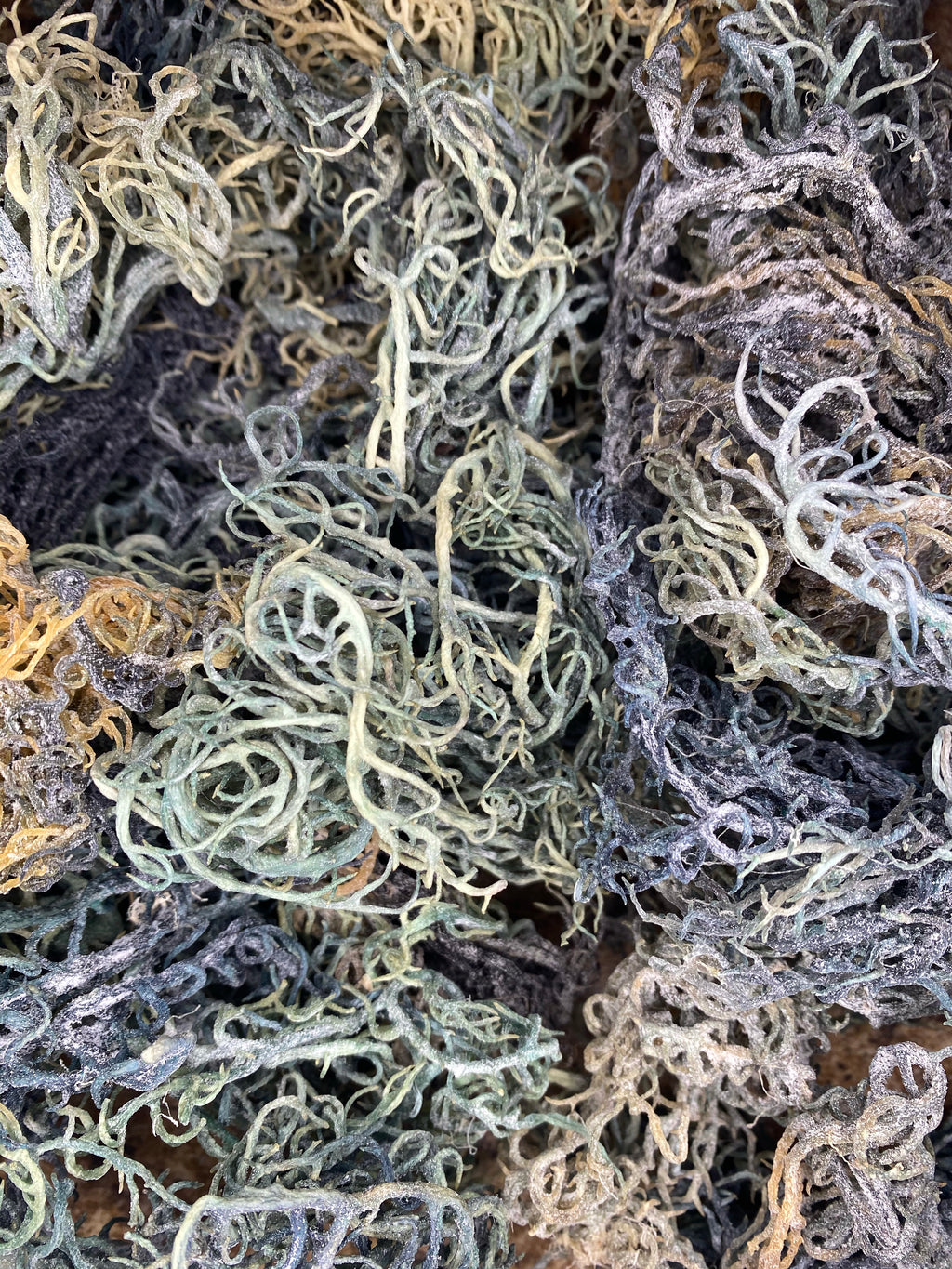 Green Sea Moss | Wildcrafted St. Lucia Chlorophyll Sea Moss