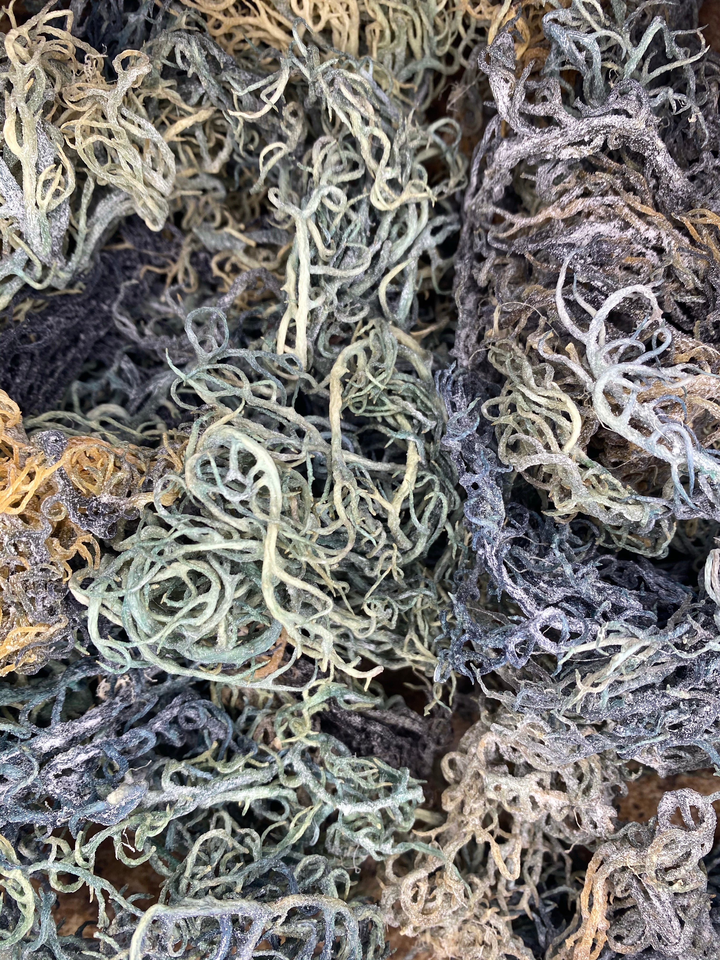 Green Sea Moss | Wildcrafted St. Lucia Chlorophyll Sea Moss