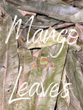 Mango Leaves | High Blood Pressure | Kidney Stones | Diabetes | Insomnia | Hypertension