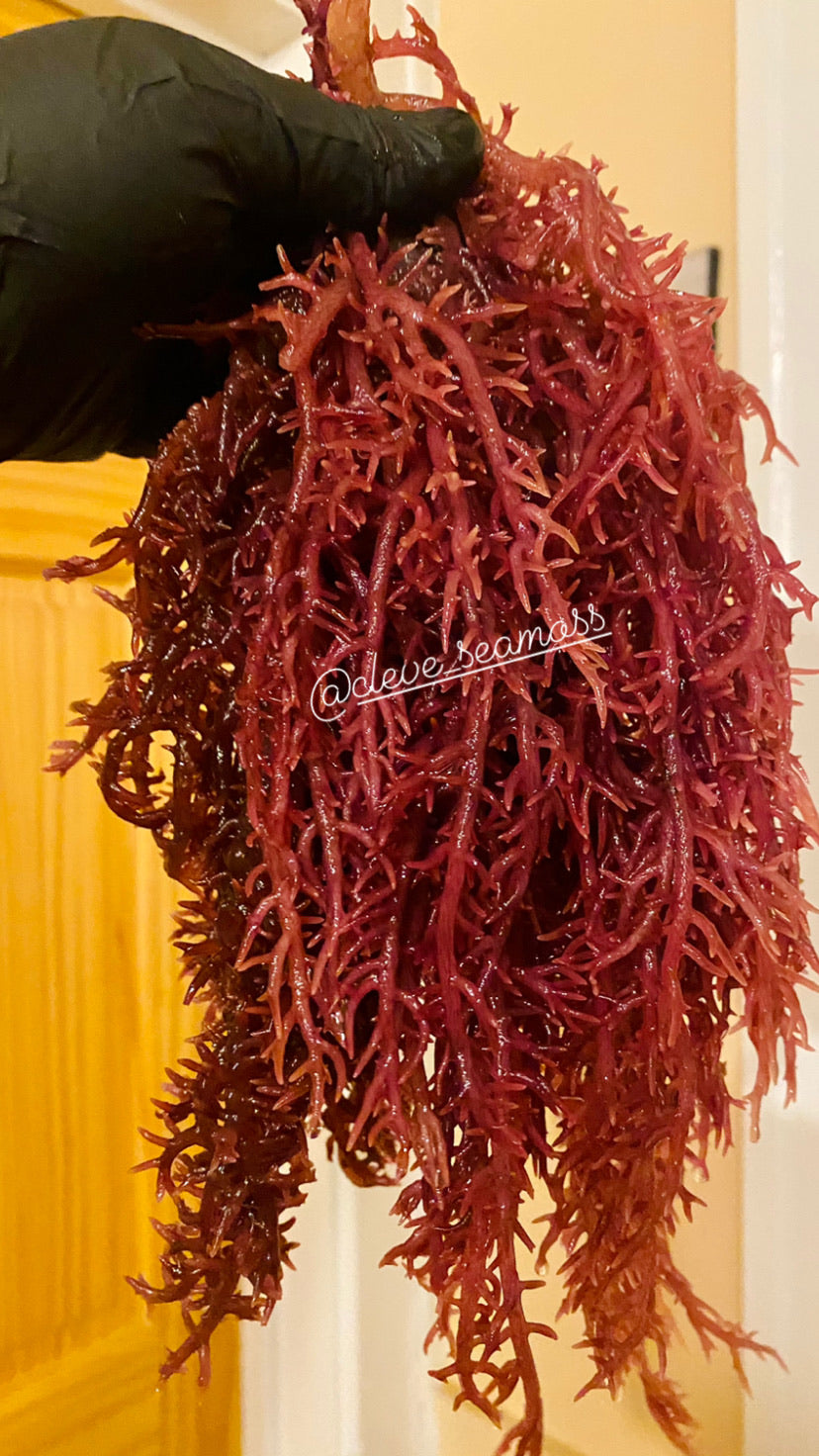 Purple Sea Moss | St. Lucia