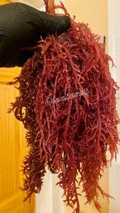 Purple Sea Moss | St. Lucia