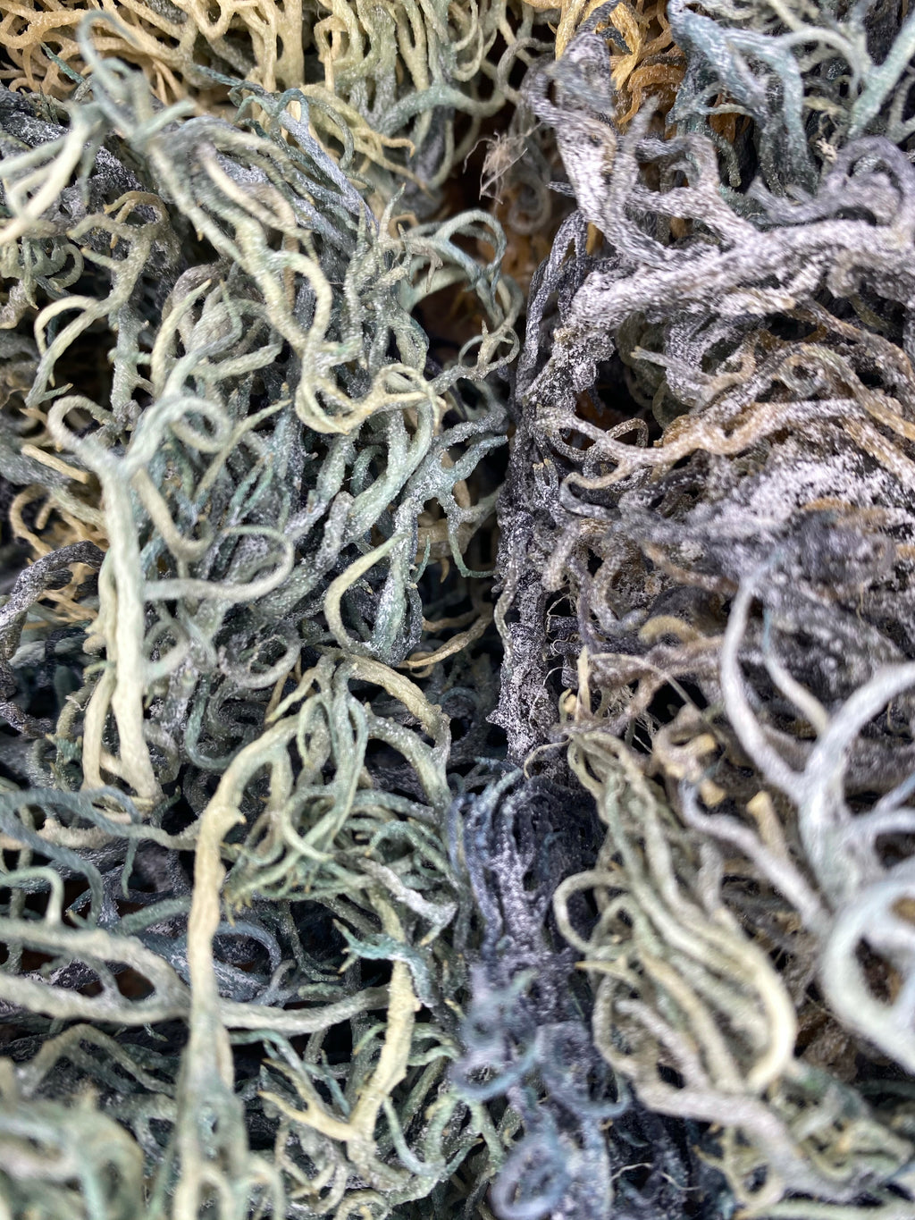 Green Sea Moss | Wildcrafted St. Lucia Chlorophyll Sea Moss